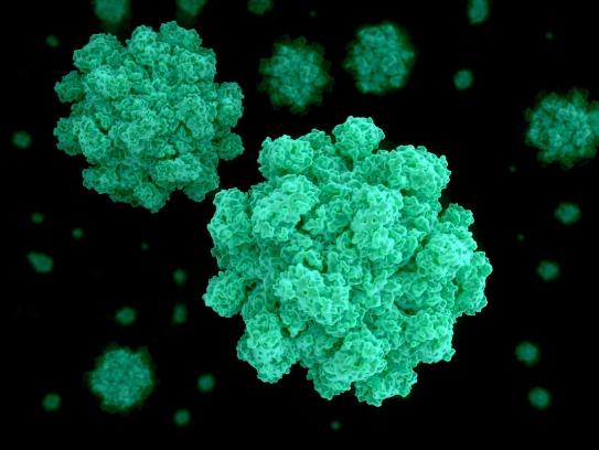 Норовирус –возбудитель кишечных заболеваний